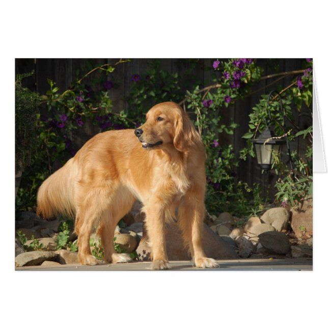 Cartão Momento do ouro (Frente Horizontal)