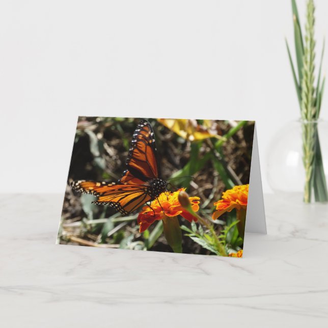 Cartão Monarca & cravo-de-defunto (Frente)