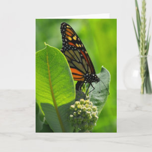 Cartão Monarch butterfly