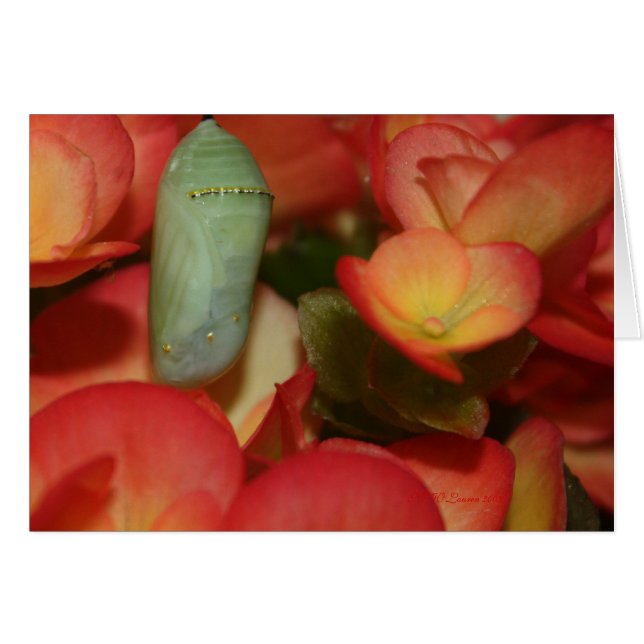 Cartão Monarch Chrysalis (Frente Horizontal)