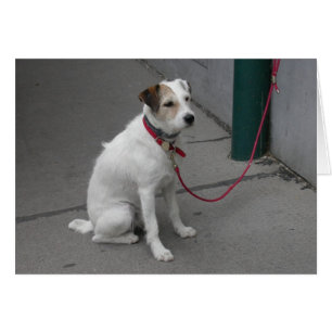 Cartão Mongrel Branco Doce