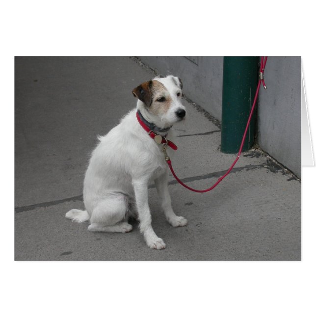 Cartão Mongrel Branco Doce (Frente Horizontal)