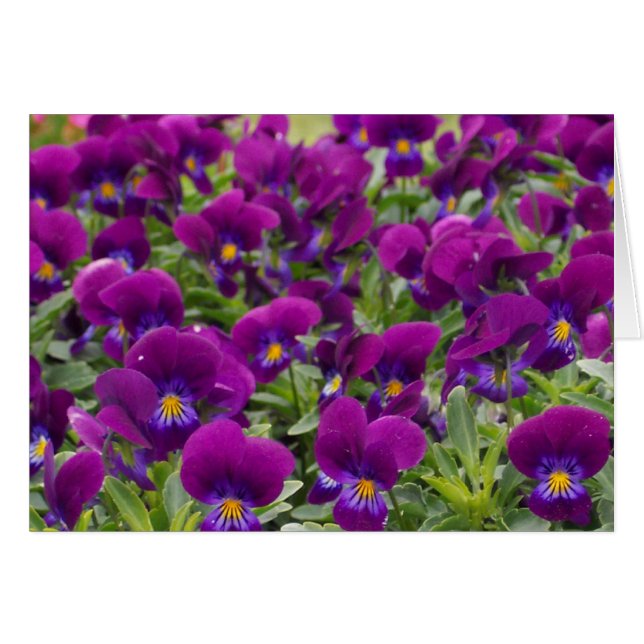 Cartão monkeyfaces (Frente Horizontal)