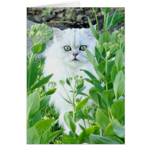 Cartão Monstro Eyed verde