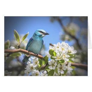 Cartão Montanha Bluebird