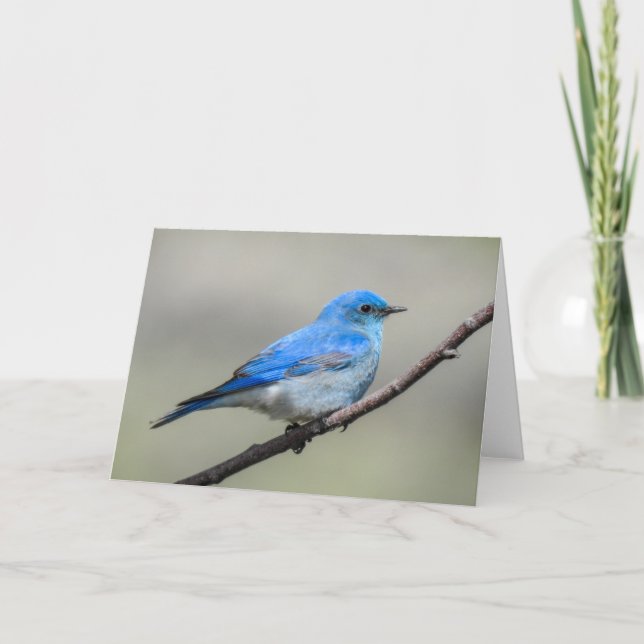 Cartão Montanha Bluebird Notecard (Frente)