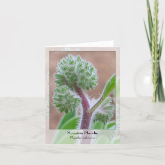 Cartão Montanha Phacelia - Notecard nativo