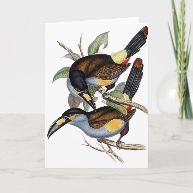 Cartão montanha Placa-faturada Toucan (Frente)