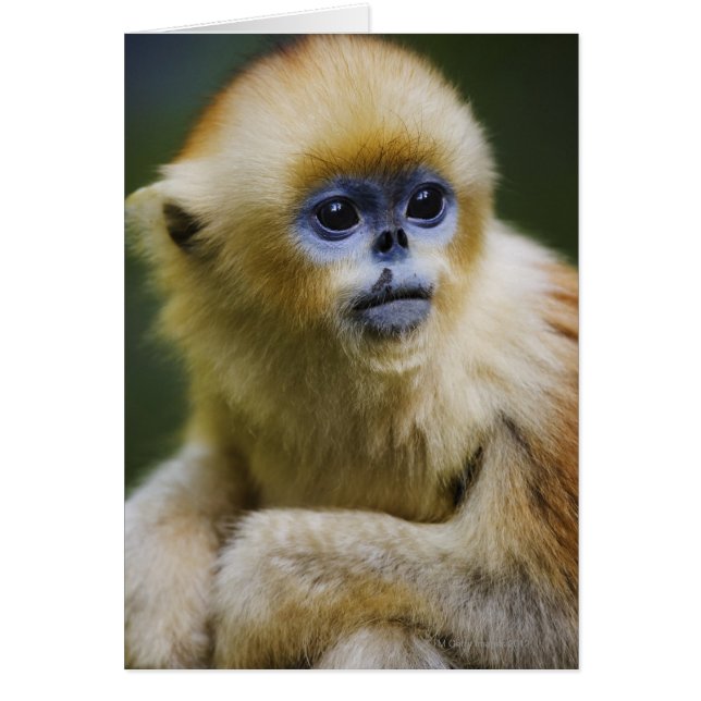 Cartão Montanhas Qinling, outubro de 2006 (Frente)