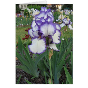 Cartão Montclair Iris