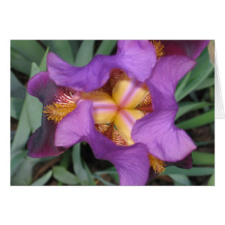 Cartão Montclair Iris