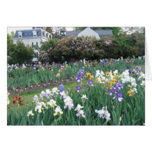 Cartão Montclair Irises