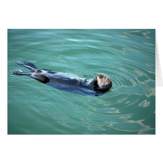 Cartão Monterey Bay Sea Otter (Frente Horizontal)
