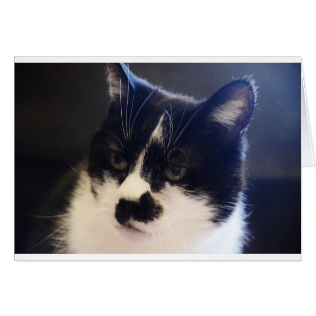 Cartão Monty Cat (Frente Horizontal)