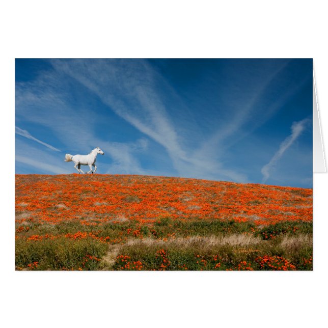 Cartão Monty em vôo (Frente Horizontal)