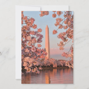 Cartão Monumento a Washington com Flor de Cerejeira