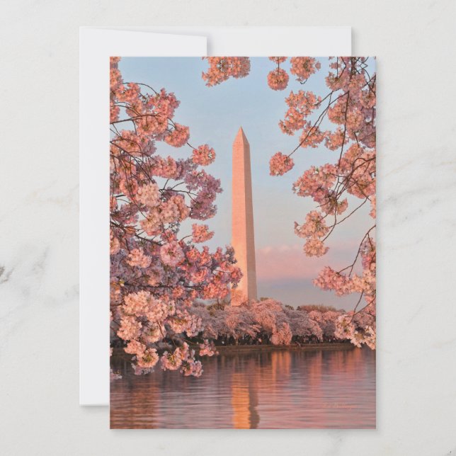 Cartão Monumento a Washington com Flor de Cerejeira (Frente)