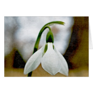 Cartão Moody Snowdrop