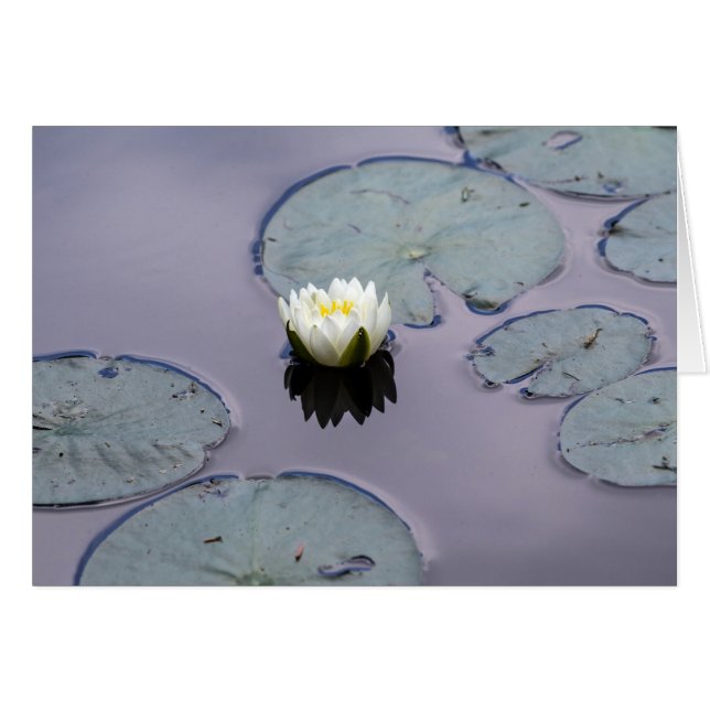 Cartão Moody Water Lily (Frente Horizontal)