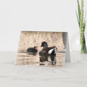 Cartão Moorhen e Pintinho