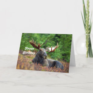 Cartão Moose Birthday