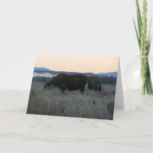 Cartão Moose Grazing at Sunrise em Grand Teton