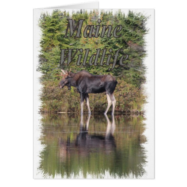 Cartão Moose - Maine Wildlife (Frente)