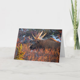 Cartão Moose no Mornin'