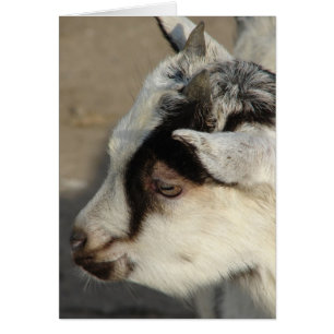 Cartão Moose O Capim