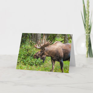 Cartão Moose   Península do Kenai, Alasca
