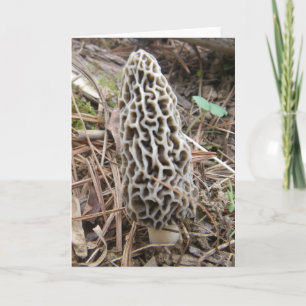 Cartão Morel Mushroom