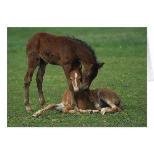 Cartão Morgan Foals Playing