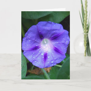 Cartão Morning Glory Flowers , Ipomoea with Raindrops