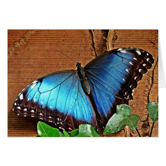 Cartão Morpho azul - borboleta (Frente Horizontal)