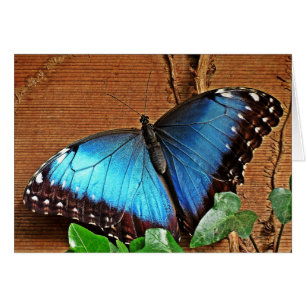 Cartão Morpho azul - borboleta