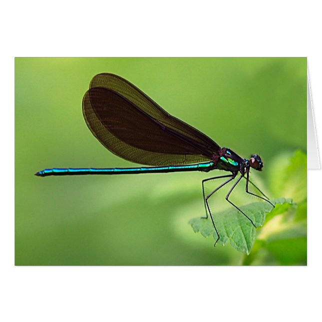 Cartão Mosca do Damsel (Frente Horizontal)