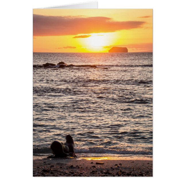 Cartão Mosquera Islet Sunset (Frente)