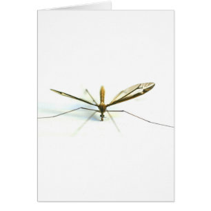Cartão mosquito
