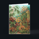 Cartão Moss (Muscinae) por Haeckel<br><div class="desc">Kunstformen der Natural (1904), placa 72: Muscinae. Kunstformen der Nature (conhecido em inglês como Art Forms in Nature) é um livro de impressões litográficos e de meio-tom do biólogo alemão Ernst Haeckel.</div>