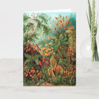 Cartão Moss (Muscinae) por Haeckel