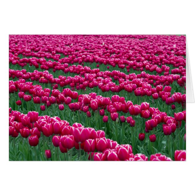 Cartão Mostrar jardim de bolbos de tulipas com primavera  (Frente Horizontal)