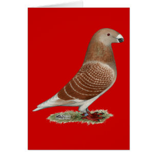 Cartão Mostrar Verificação Vermelha do Racer