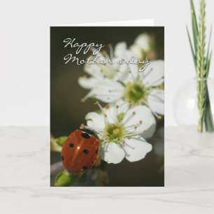 Cartão Mother's Day Card With Ladybird On Hawthorn - Lady