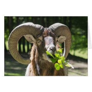 Cartão Mouflon Ram