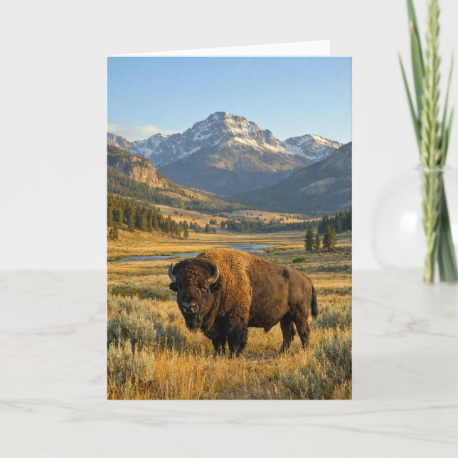 Cartão Mountain Landscape American Bison Blank (Frente)