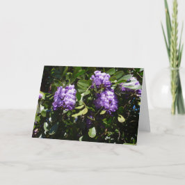 Cartão Mountain Laurel à luz do sol