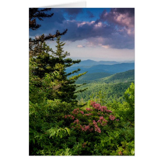 Cartão Mountain Laurel em Sunrise (Frente)