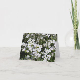 Cartão Mountain Rock Cress (Arabis alpina)