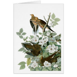 Cartão Mourning Dove, John James Audubon