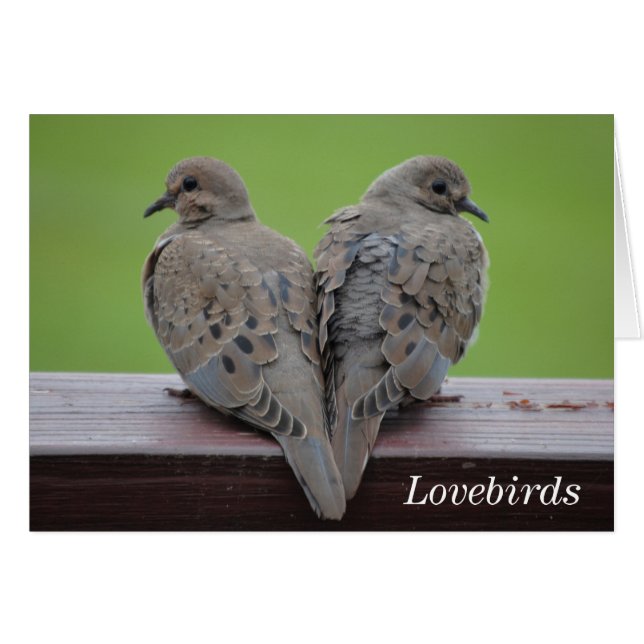 Cartão Mourning Doves (Frente horizontal)